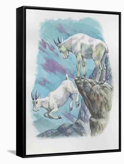 Close-Up of Two Mountain Goats (Oreamnos Americanus)-null-Framed Stretched Canvas