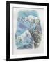 Close-Up of Two Mountain Goats (Oreamnos Americanus)-null-Framed Giclee Print