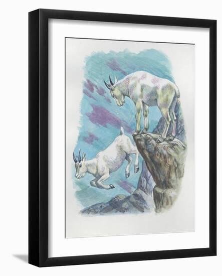 Close-Up of Two Mountain Goats (Oreamnos Americanus)-null-Framed Giclee Print