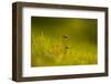 Close-up of two mushtrooms bathing in sunlight-Paivi Vikstrom-Framed Photographic Print