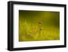 Close-up of two mushtrooms bathing in sunlight-Paivi Vikstrom-Framed Photographic Print
