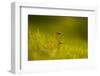 Close-up of two mushtrooms bathing in sunlight-Paivi Vikstrom-Framed Photographic Print