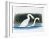 Close-Up of Two Mute Swans Mating-null-Framed Giclee Print