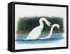 Close-Up of Two Mute Swans Mating-null-Framed Stretched Canvas