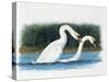 Close-Up of Two Mute Swans Mating-null-Stretched Canvas