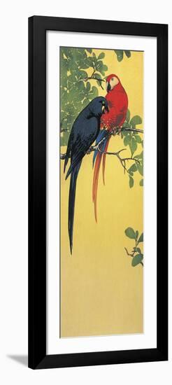 Close-Up of Two Parrots Perching on a Branch-null-Framed Giclee Print