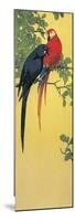 Close-Up of Two Parrots Perching on a Branch-null-Mounted Giclee Print