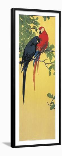 Close-Up of Two Parrots Perching on a Branch-null-Framed Giclee Print