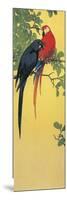 Close-Up of Two Parrots Perching on a Branch-null-Mounted Giclee Print