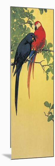 Close-Up of Two Parrots Perching on a Branch-null-Mounted Giclee Print