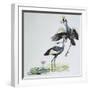 Close-Up of Two Peacocks (Pavo Cristatus)-null-Framed Giclee Print