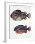 Close-Up of Two Perciformes Fish (Epinephelus Sp.)-null-Framed Giclee Print