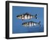 Close-Up of Two Pilot Fish Underwater (Naucrates Ductor)-null-Framed Giclee Print