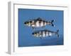 Close-Up of Two Pilot Fish Underwater (Naucrates Ductor)-null-Framed Giclee Print