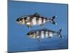 Close-Up of Two Pilot Fish Underwater (Naucrates Ductor)-null-Mounted Giclee Print