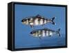 Close-Up of Two Pilot Fish Underwater (Naucrates Ductor)-null-Framed Stretched Canvas