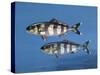 Close-Up of Two Pilot Fish Underwater (Naucrates Ductor)-null-Stretched Canvas