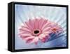 Close Up of Two Pink Gerbera Daisies in Water Ripples-null-Framed Stretched Canvas