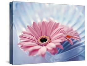 Close Up of Two Pink Gerbera Daisies in Water Ripples-null-Stretched Canvas