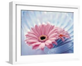 Close Up of Two Pink Gerbera Daisies in Water Ripples-null-Framed Photographic Print