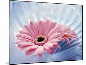 Close Up of Two Pink Gerbera Daisies in Water Ripples-null-Mounted Photographic Print