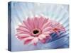 Close Up of Two Pink Gerbera Daisies in Water Ripples-null-Stretched Canvas