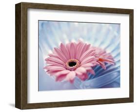 Close Up of Two Pink Gerbera Daisies in Water Ripples-null-Framed Photographic Print