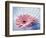 Close Up of Two Pink Gerbera Daisies in Water Ripples-null-Framed Photographic Print