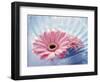 Close Up of Two Pink Gerbera Daisies in Water Ripples-null-Framed Photographic Print