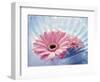 Close Up of Two Pink Gerbera Daisies in Water Ripples-null-Framed Photographic Print