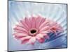 Close Up of Two Pink Gerbera Daisies in Water Ripples-null-Mounted Photographic Print