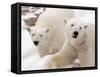 Close-up of Two Polar Bears-James Gritz-Framed Stretched Canvas