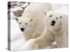 Close-up of Two Polar Bears-James Gritz-Stretched Canvas