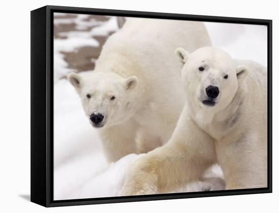 Close-up of Two Polar Bears-James Gritz-Framed Stretched Canvas