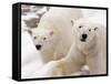 Close-up of Two Polar Bears-James Gritz-Framed Stretched Canvas