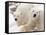 Close-up of Two Polar Bears-James Gritz-Framed Stretched Canvas