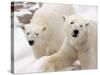 Close-up of Two Polar Bears-James Gritz-Stretched Canvas