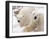 Close-up of Two Polar Bears-James Gritz-Framed Photographic Print