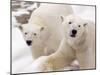 Close-up of Two Polar Bears-James Gritz-Mounted Photographic Print