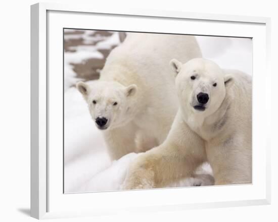 Close-up of Two Polar Bears-James Gritz-Framed Photographic Print