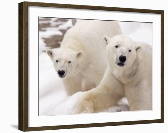 Close-up of Two Polar Bears-James Gritz-Framed Photographic Print