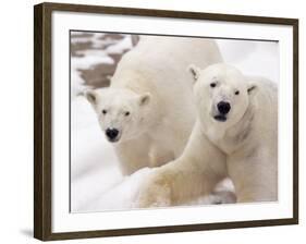 Close-up of Two Polar Bears-James Gritz-Framed Photographic Print