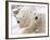 Close-up of Two Polar Bears-James Gritz-Framed Photographic Print