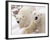 Close-up of Two Polar Bears-James Gritz-Framed Photographic Print