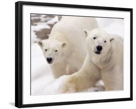 Close-up of Two Polar Bears-James Gritz-Framed Photographic Print