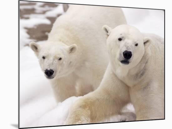 Close-up of Two Polar Bears-James Gritz-Mounted Photographic Print