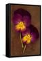 Close Up of Two Purple Mauve and Yellow Flowers of Pansy or Viola Tricolor Lying-Den Reader-Framed Stretched Canvas
