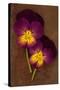 Close Up of Two Purple Mauve and Yellow Flowers of Pansy or Viola Tricolor Lying-Den Reader-Stretched Canvas