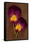 Close Up of Two Purple Mauve and Yellow Flowers of Pansy or Viola Tricolor Lying-Den Reader-Framed Stretched Canvas