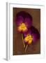 Close Up of Two Purple Mauve and Yellow Flowers of Pansy or Viola Tricolor Lying-Den Reader-Framed Photographic Print